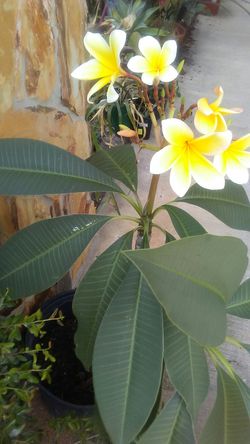 Frangipani. Plant