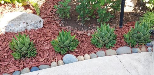 Mini Aloe Succulents 
