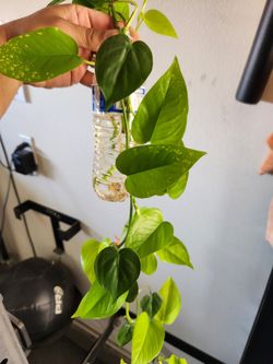 Indoor plant cuttings