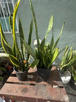 Snake plant -various sizes