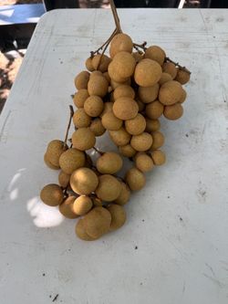 FRESH LONGANS – PICK YOUR OWN! $1/LB 🔥