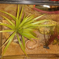10 Gallon Dry Tank With Accessories For Reptile