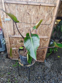 Red- Leaf Philodendron