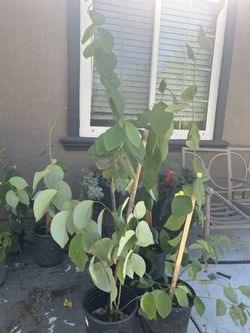 Plantas De Chirimoya.