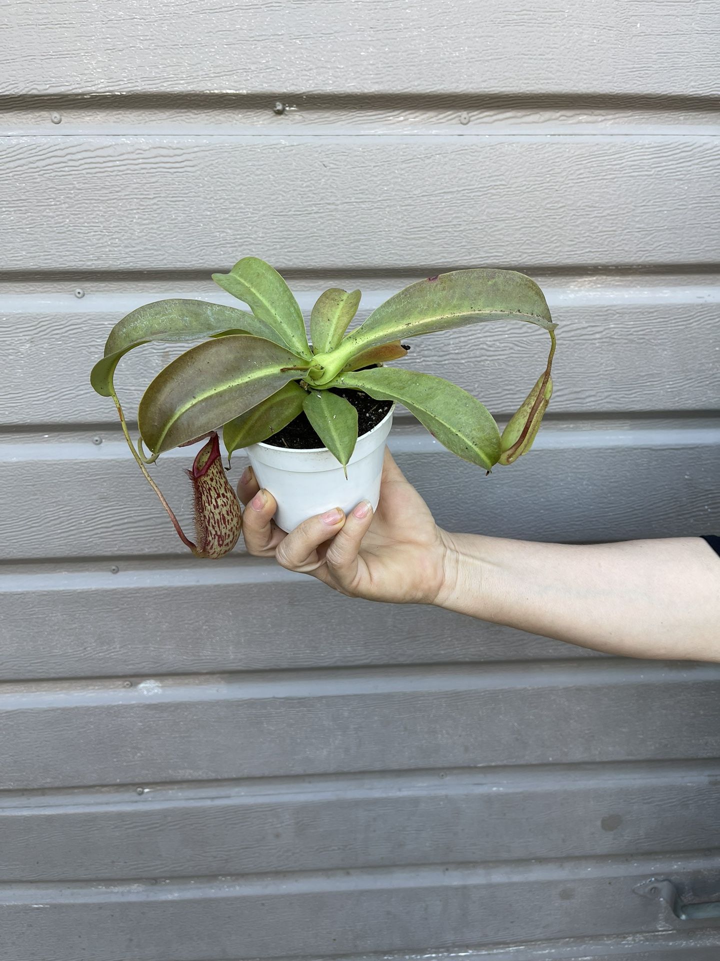 4” Nepenthes Holdenii (rare )