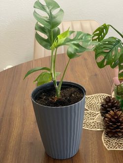 Mini Monstera (Rhaphidophora tetrasperma) for sale 🌿