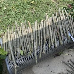 Plumeria/Frangipani Cuttings