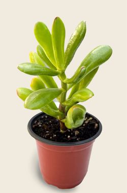 Gollum Jade (Crassula Ovata Gollum)