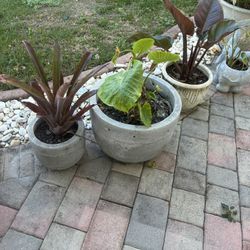 Ceramic Plant Pots