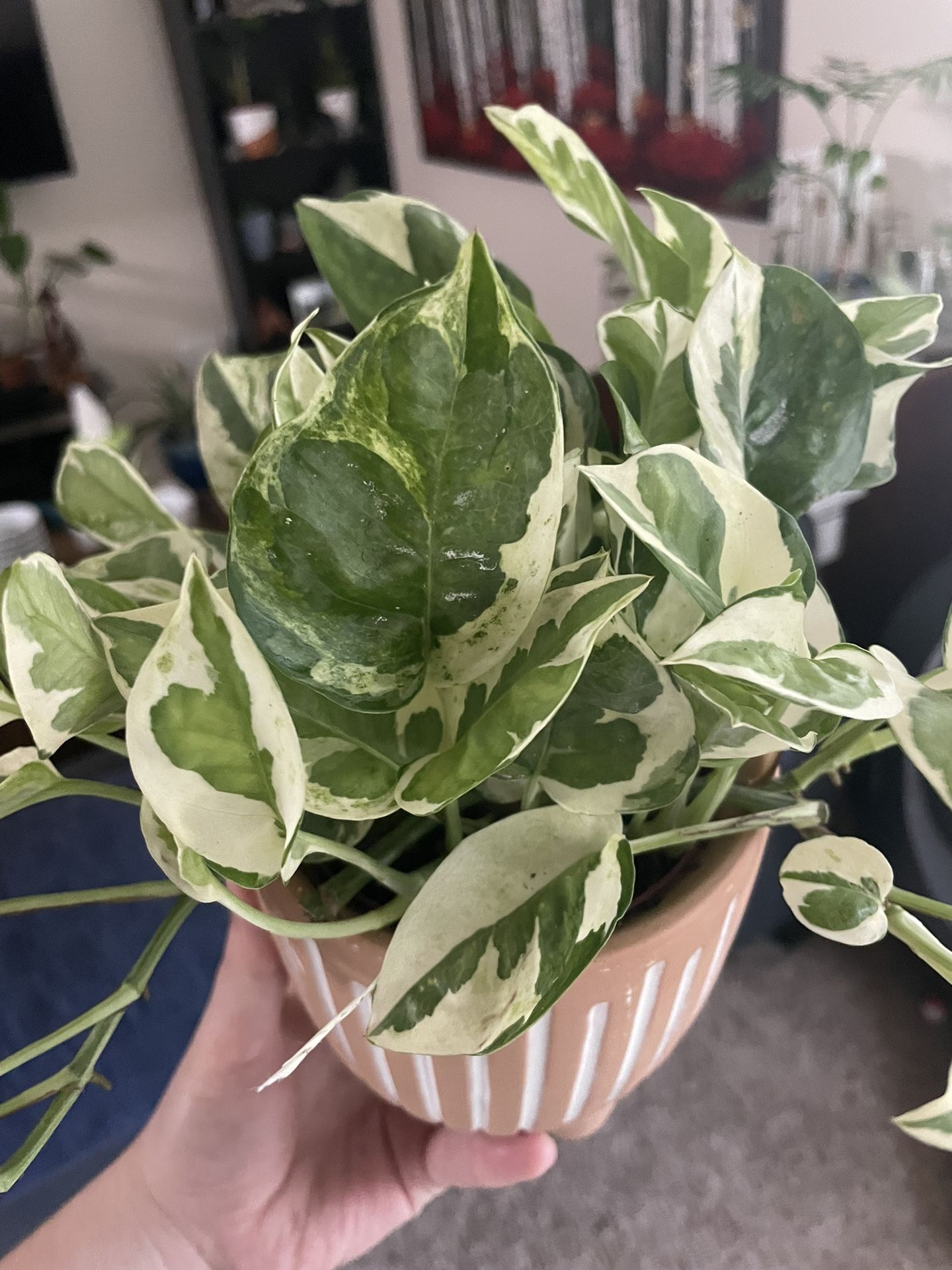 Pearls and Jade Pothos Cuttings