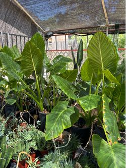Alocasia Plants