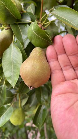 Sweet pears
