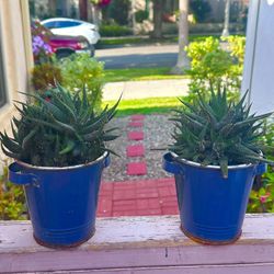 2 Blue Metal Pots With Zebra Succulents Included 