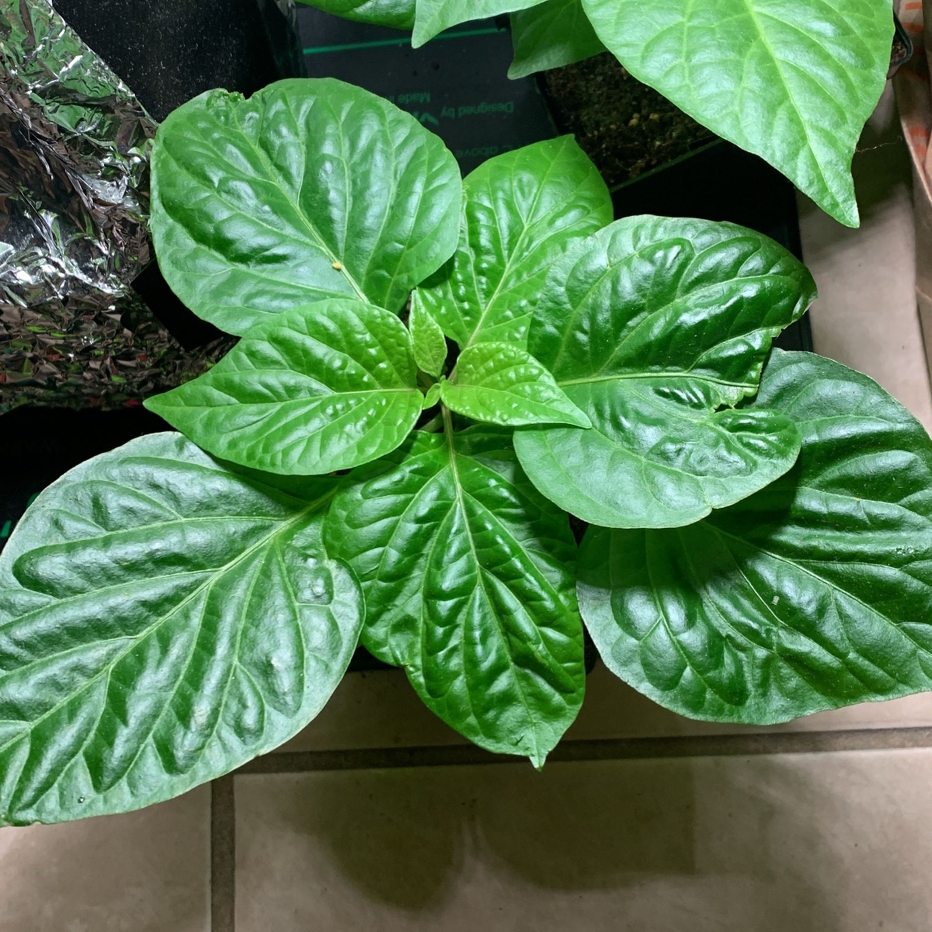Chocolate Bhutlah Pepper Plant And Fig Cutting