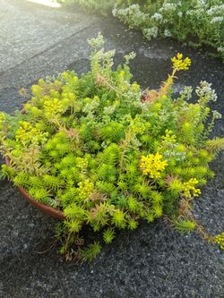 Beautiful pot plant