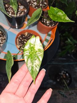 Alocasia Simpo Aurea