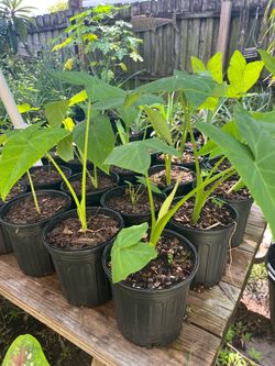 Elephant ear plants