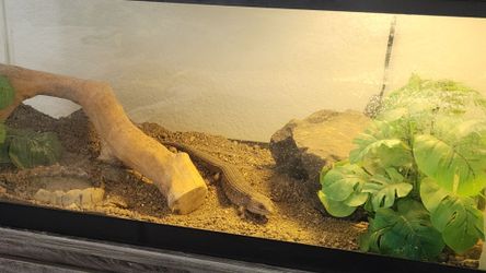 Terrarium w/Lizard