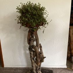 Madrone Wood Plant Stand
