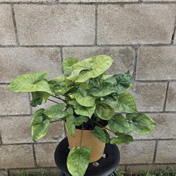Syngonium Berry Allusion Plant w Pot