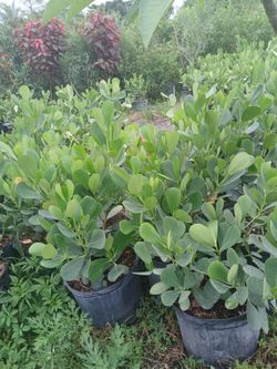 Sale! Clusia hedges 3ft $13