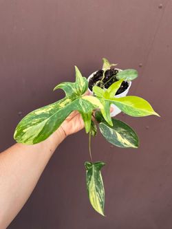 4” philodendron florida beauty
