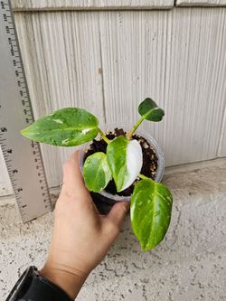 Philodendron White Princess plant