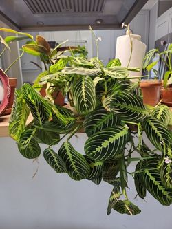 Prayer plant