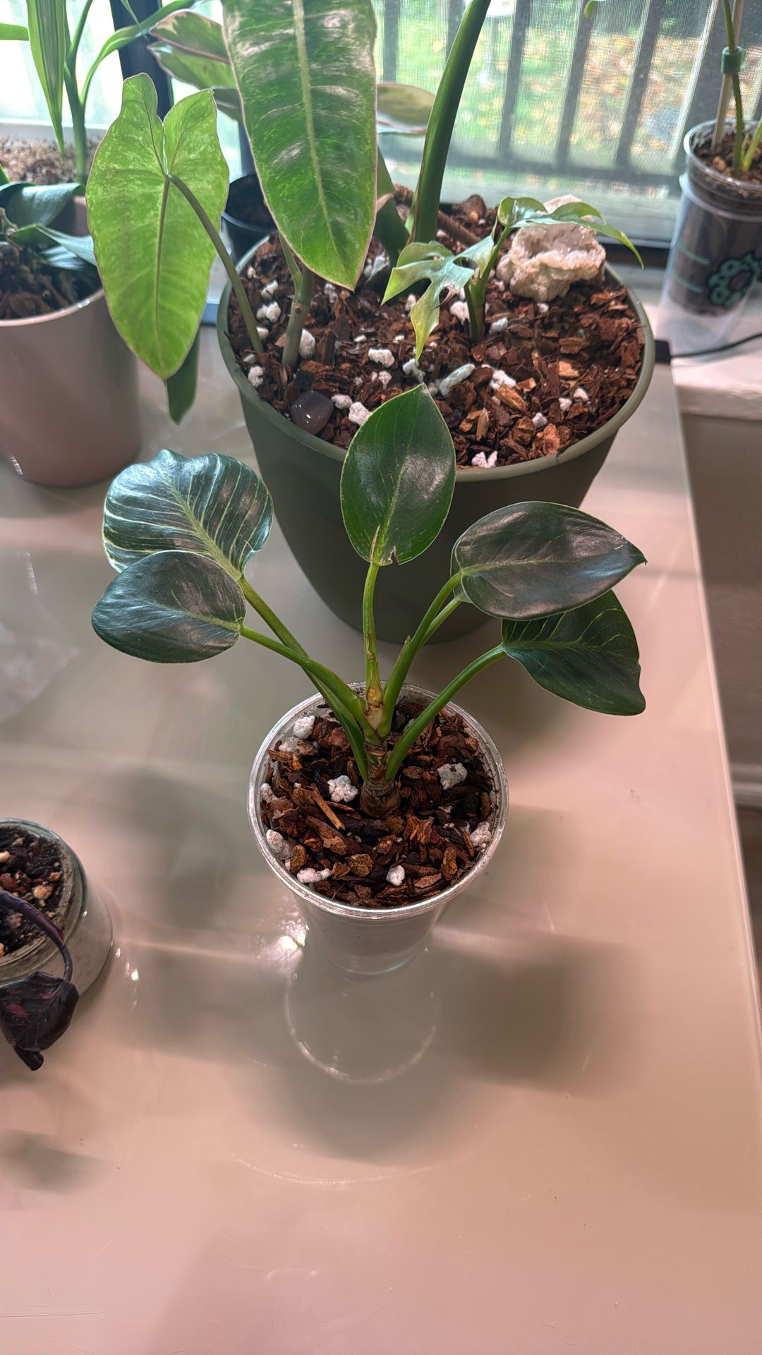 Birkin Philodendron (Plant Trades!)