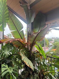 Banana plant Large