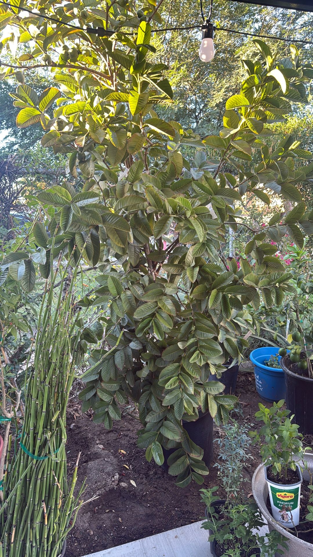 Guava Tree