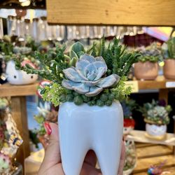 Tooth Succulent Arrangement 