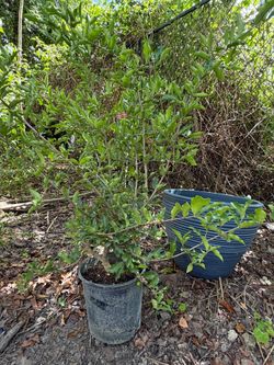Barbados Cherry Tree .Cereza