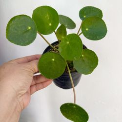 Plants (4”pot🌿chinese money plant $8 each)