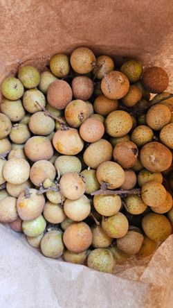not free Fallbrook organic longan fruit for sale $5 lbs 10 lbs minimum