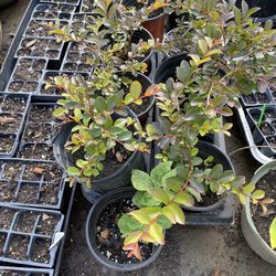 Crape Myrtle plants