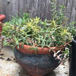 Huge Thai -potted collections Of tall Succulents & Cacti Arrangement