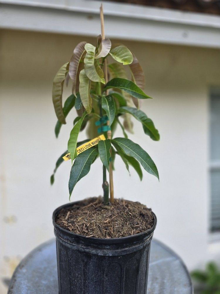 Ceci Love Grafted Mango 3 Gallon