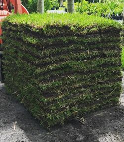 Fresh Sod