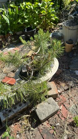 Bonsai Rocky mountain lodgepole pine