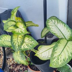 Dieffenbachia Plant  $25