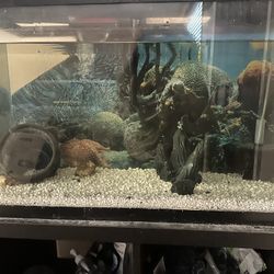 36 Gallon Aquarium 