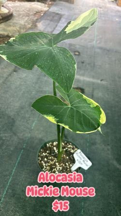 Alocasia Mickie Mouse