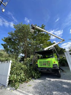 Palm and tree trimming