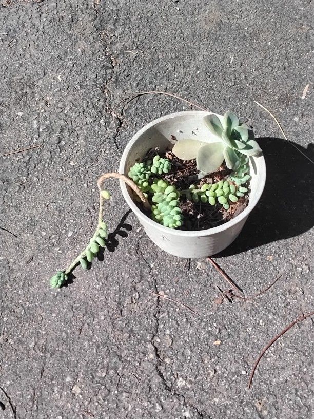 Succulent