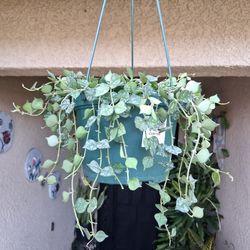 Hoya Curtisii Plant $30