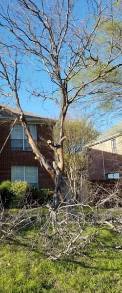 Tree cut down,need to get rid of an old tree,msg me
