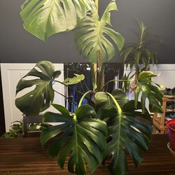 Monstera Plant