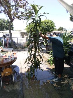 Tall Tree