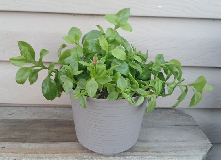 Baby Sunrose Succulent Plant 🪴